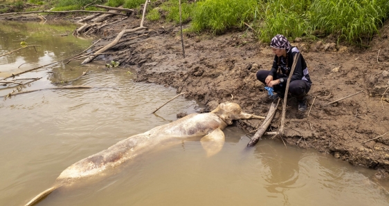 Una veterinaria toma muestras de un delfín rosado muerto por la sequía del Amazonas, en Puerto Nariño, Colombia, el 17 de octubre. EFE/WWF COLOMBIA