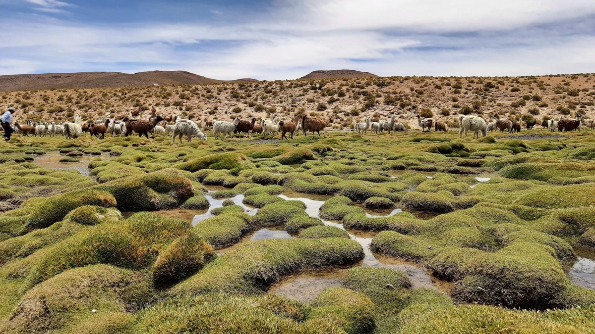 Rebaño de llamas pastando cerca de bofedales en Quetena, Bolivia. EFE/IICA