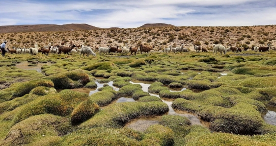 Rebaño de llamas pastando cerca de bofedales en Quetena, Bolivia. EFE/IICA