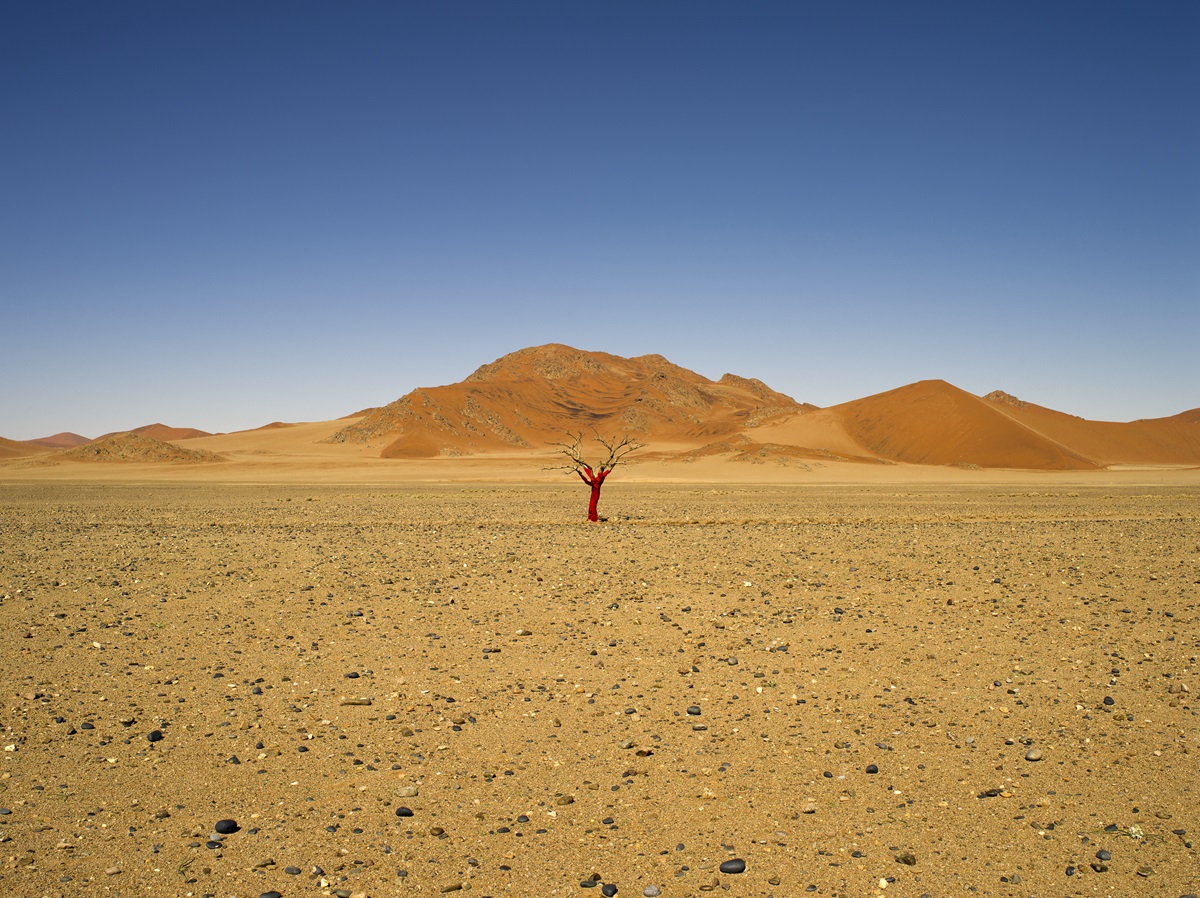 Arbol sangrante II. Desierto de Namibia,2018. ALFREDO DE STÉFANO