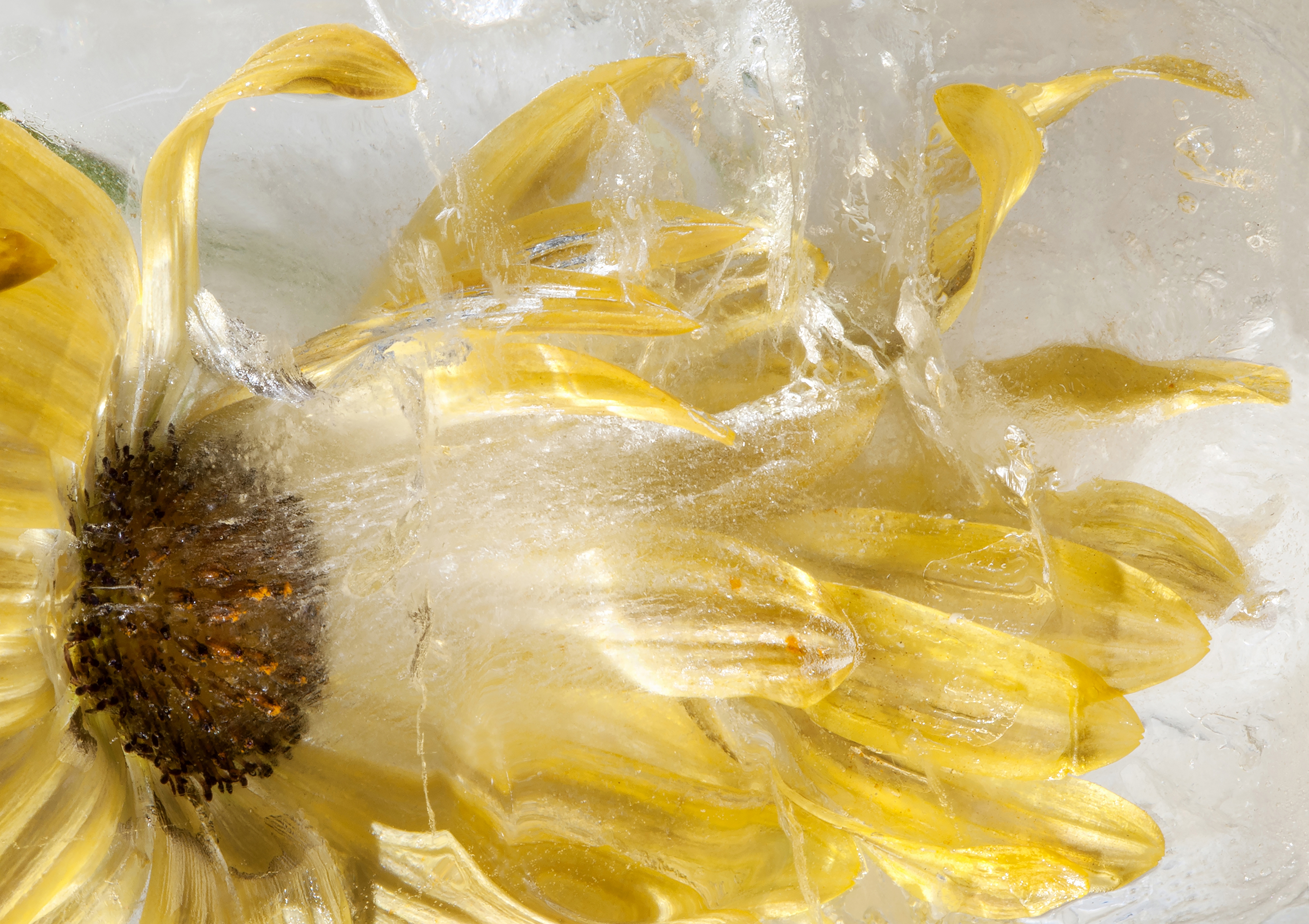 Fotografía de una flor congelada. XABIER SANTAKITERIA