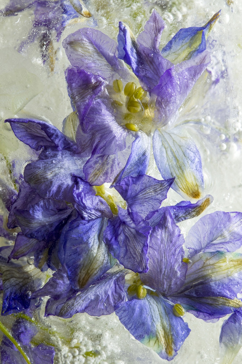 Fotografía de flores congeladas de Xabier Santakiteria