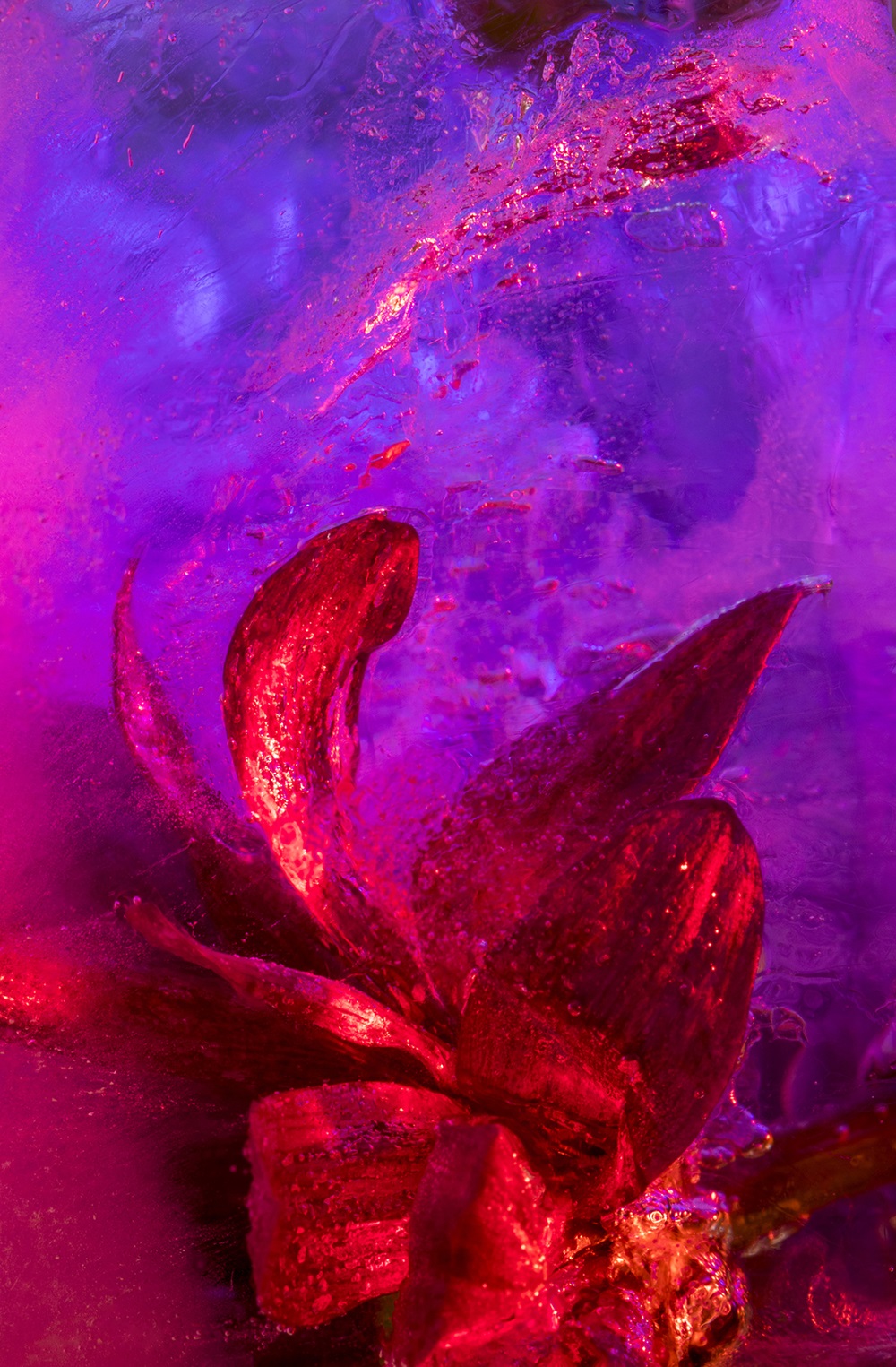 Fotografía de flores congeladas de Xabier Santakiteria
