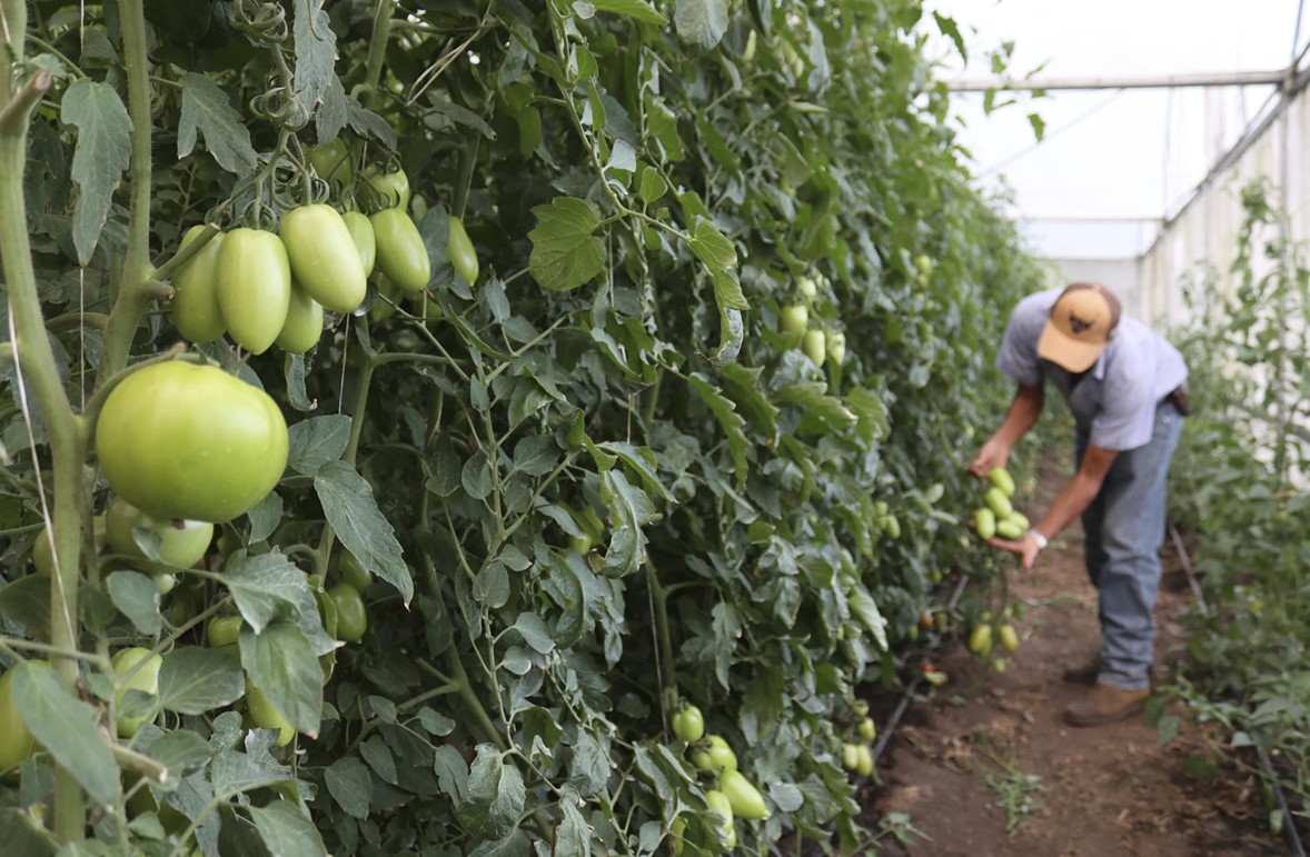 Un agricultor cosecha tomates en una finca en Chiriquí, Panamá, el pasado martes. EFE/MARCELINO ROSARIO