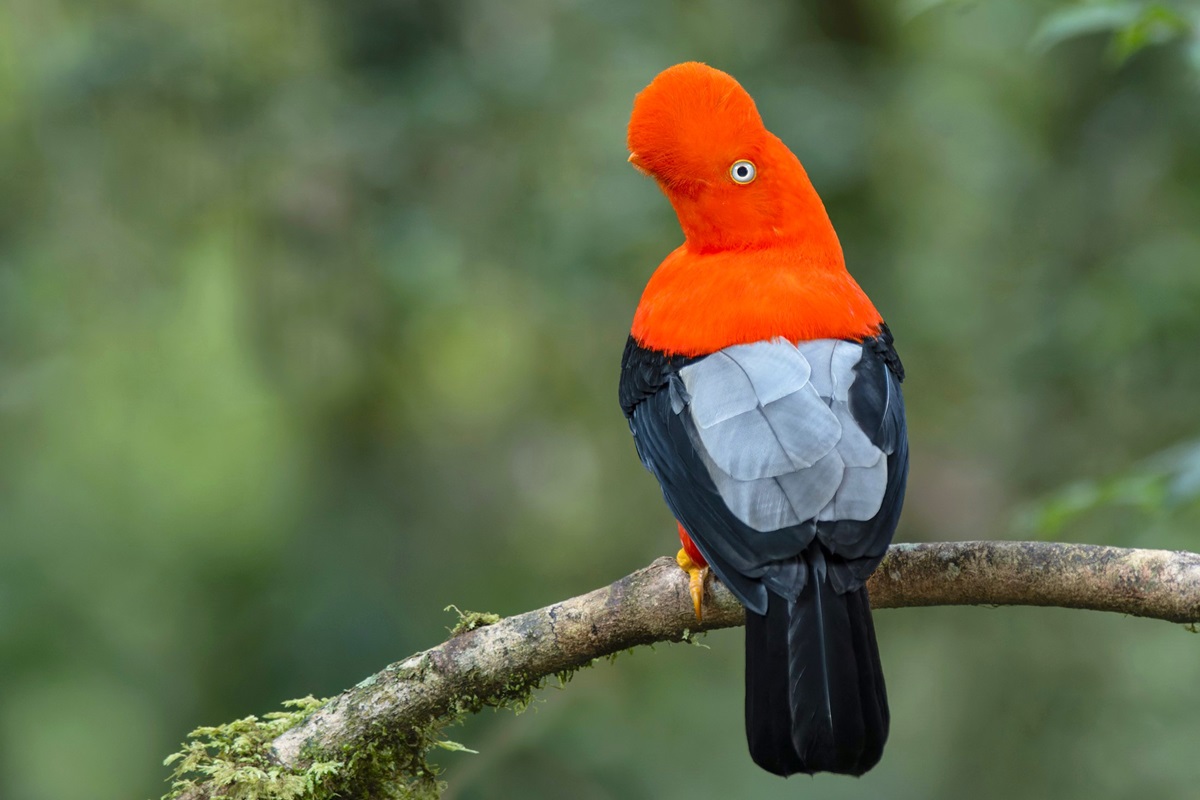 Un ejemplar de gallito de las rocas, en el bosque nuboso de Machu Picchu (Perú). STEVE SÁNCHEZ