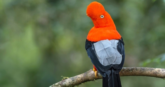 Un ejemplar de gallito de las rocas, en el bosque nuboso de Machu Picchu (Perú). STEVE SÁNCHEZ