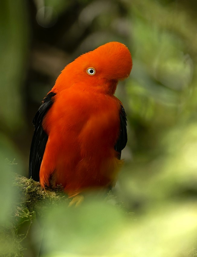 Un ejemplar de gallito de las rocas, en el bosque nuboso de Machu Picchu, Perú. STEVE SÁNCHEZ Un ejemplar de gallito de las rocas, en el bosque nuboso de Machu Picchu, Perú. STEVE SÁNCHEZ