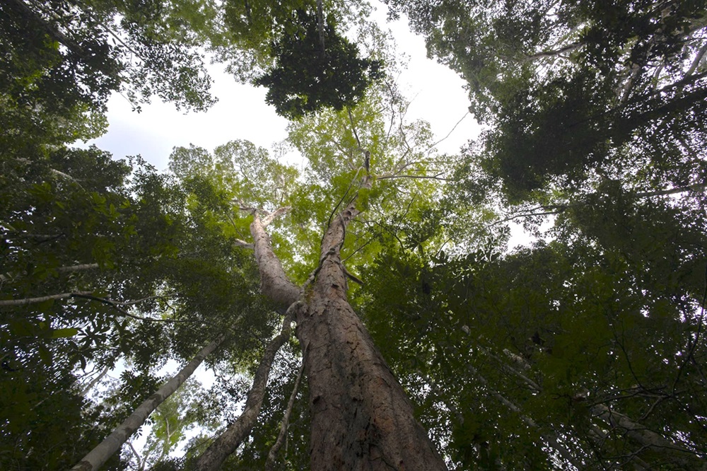 Árbol Argelim Pedra, uno de los más grandes de la selva amazónica, en el Museo Amazonas de Manaos. EFE/ISAAC FONTANA