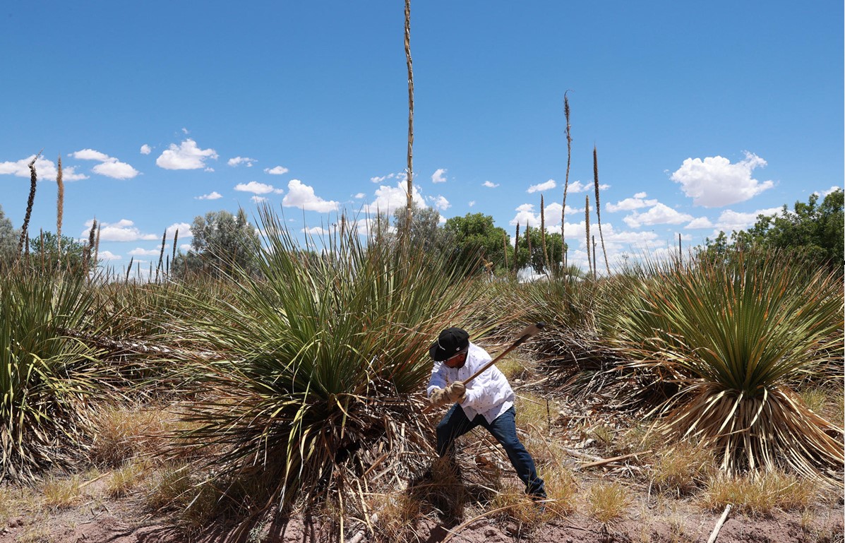 Un jimador corta una planta de sotol en el municipio de Delicias, en el norte de México. EFE/ÁLEX CRUZ