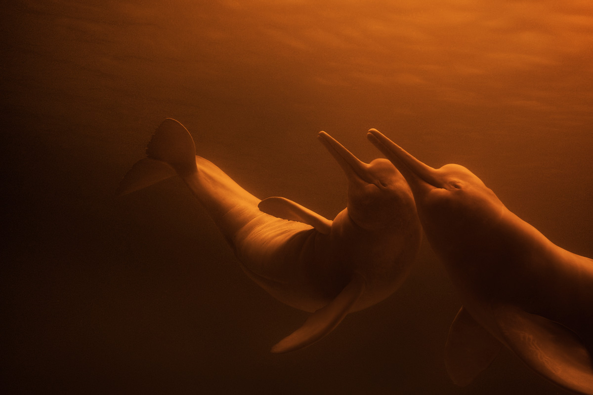 Fotografía de Iván Mikolji de una pareja de delfines rosados del Orinoco o Inia geoffrensis humboldtiana. IVÁN MIKOLJI Fotografía de Iván Mikolji de una pareja de delfines rosados del Orinoco o Inia geoffrensis humboldtiana. IVÁN MIKOLJI