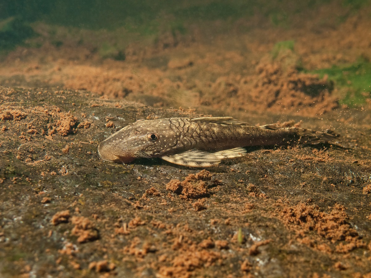 Fotografía de Iván Mikolji de un pez de la especie Lasiancistrus tentaculatus. IVÁN MIKOLJI Fotografía de Iván Mikolji de un pez de la especie Lasiancistrus tentaculatus. IVÁN MIKOLJI