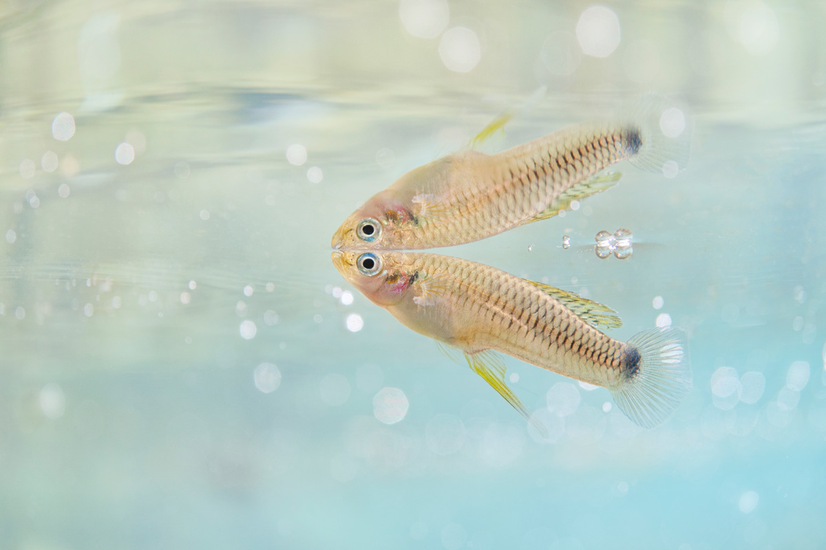 Fotografía de Iván Mikolji de un guatopote manchado o Pseudoxiphophorus bimaculatus. IVÁN MIKOLJI Fotografía de Iván Mikolji de un guatopote manchado o Pseudoxiphophorus bimaculatus. IVÁN MIKOLJI