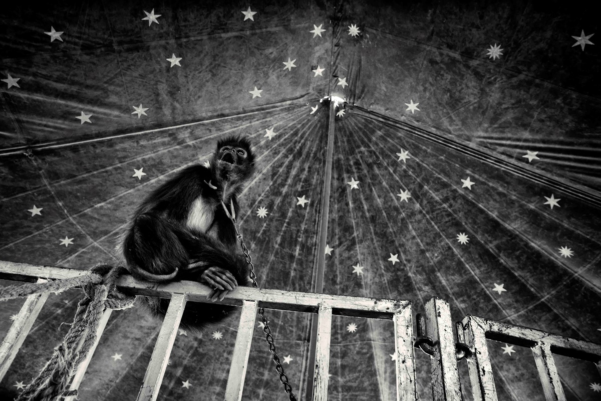 Foto de la serie Circo de Juan Pablo Cardona. Foto de la serie Circo de Juan Pablo Cardona.