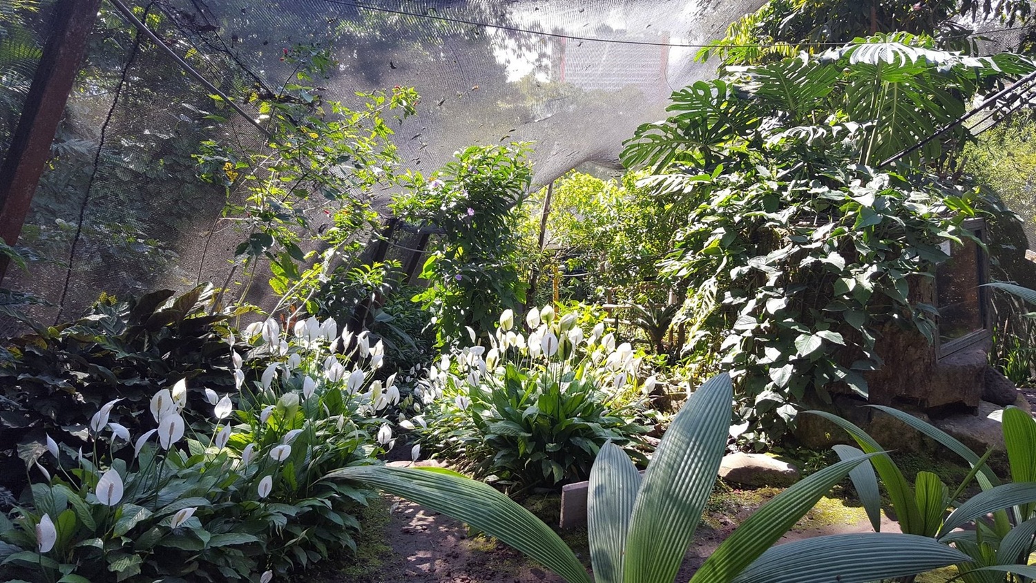 El Jardín de Mariposas Spirogyra, en San José, la capital de Costa Rica. SOL CARBALLO