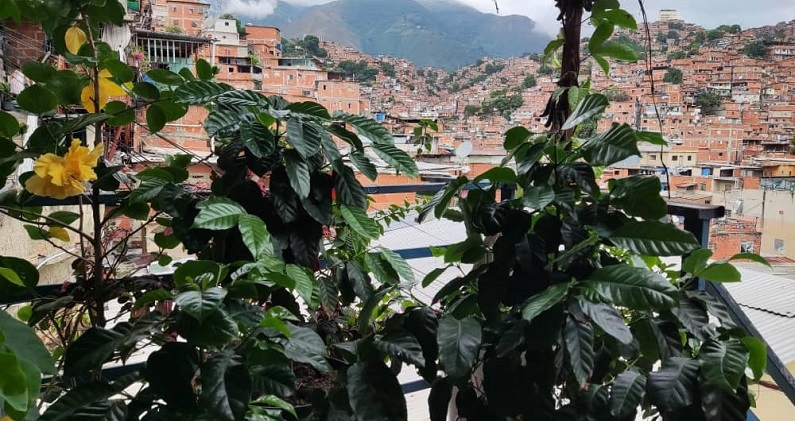 Siembra urbana de café en Petare, impulsada por el proyecto Petare Blu. K.Y. Siembra urbana de café en Petare, impulsada por el proyecto Petare Blu. K.Y.