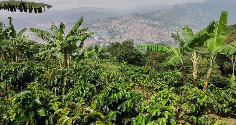 Matas de café en Las Laderas, origen de las semillas que llegaron a Petare. K.Y. Matas de café en Las Laderas, origen de las semillas que llegaron a Petare. K.Y.