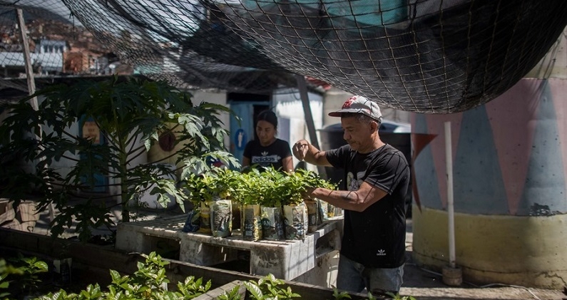 Plántulas entregadas en la comuna Vamos con Todo como parte del proyecto Petare Blu. ZONA DE DESCARGA Plántulas entregadas en la comuna Vamos con Todo como parte del proyecto Petare Blu. ZONA DE DESCARGA