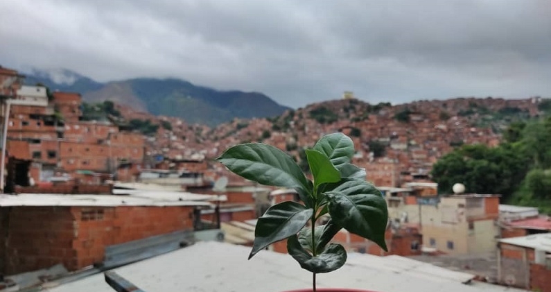 Cultivo de café en Petare, una iniciativa impulsada desde las comunidades. k.Y. Cultivo de café en Petare, una iniciativa impulsada desde las comunidades. k.Y.