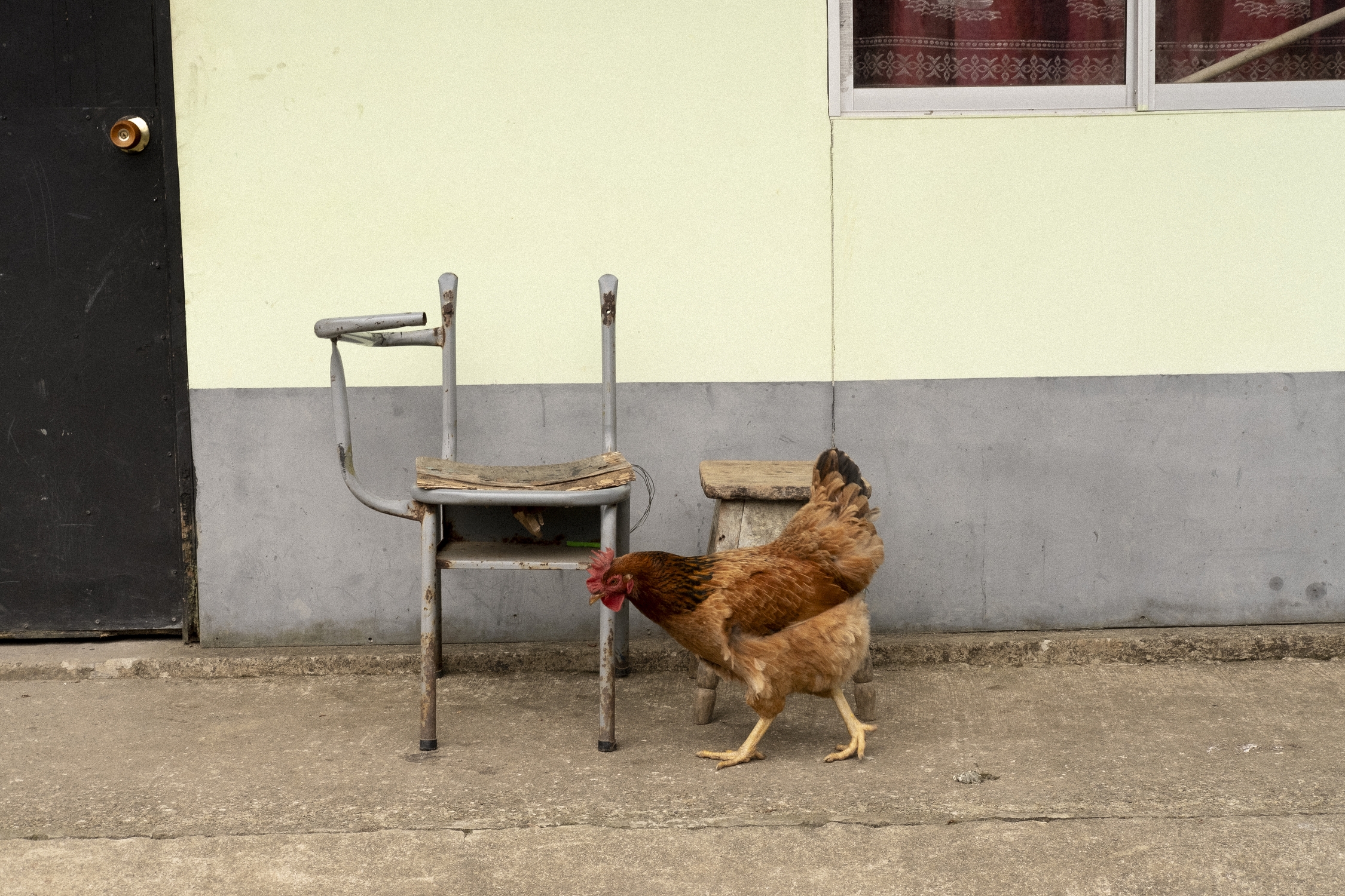 Gallina caminando frente a una casa en la zona rural del piedemonte llanero. MTQ Gallina caminando frente a una casa en la zona rural del piedemonte llanero. MTQ