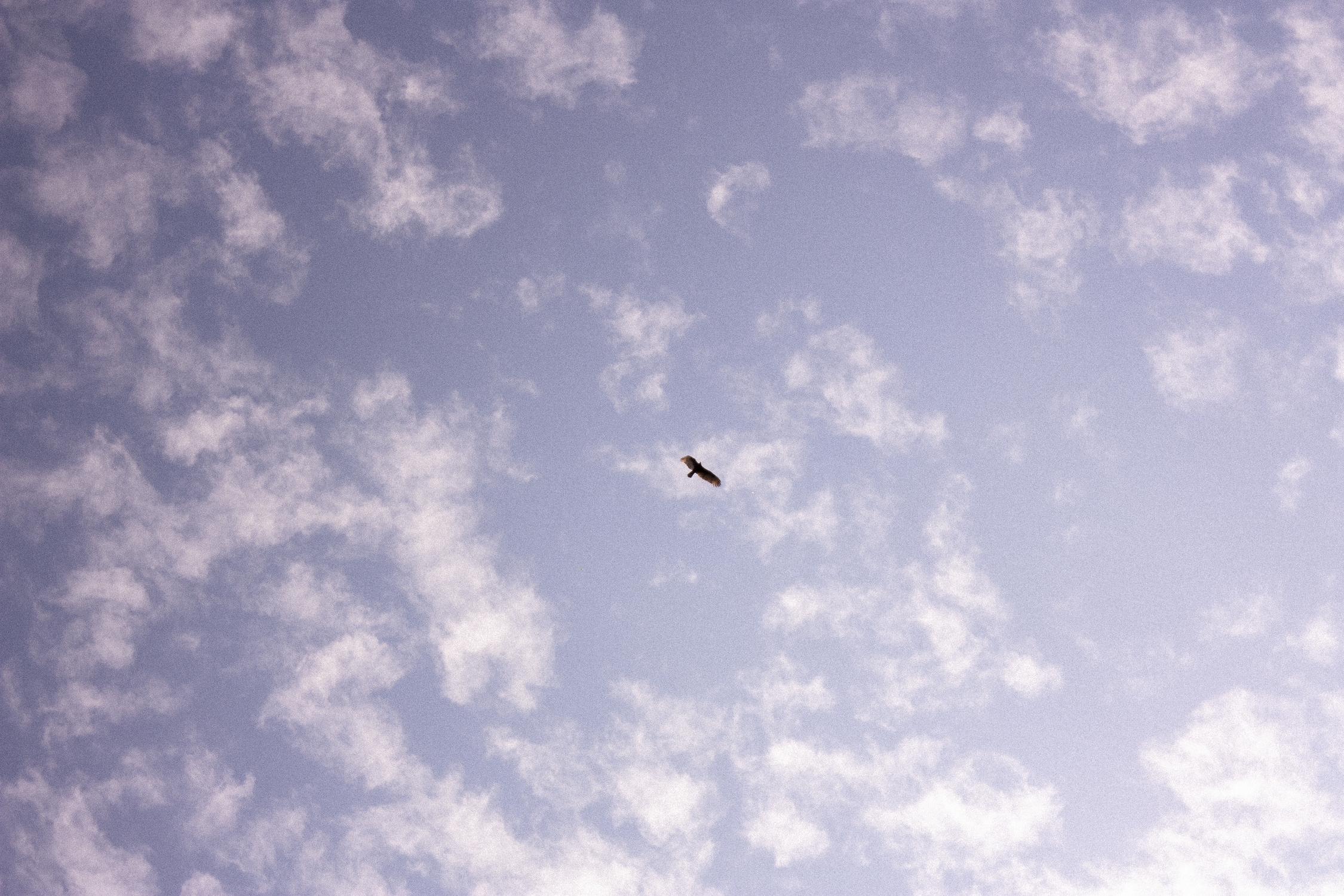 Ave solitaria en pleno vuelo sobre el cielo del piedemonte llanero. MTQ Ave solitaria en pleno vuelo sobre el cielo del piedemonte llanero. MTQ