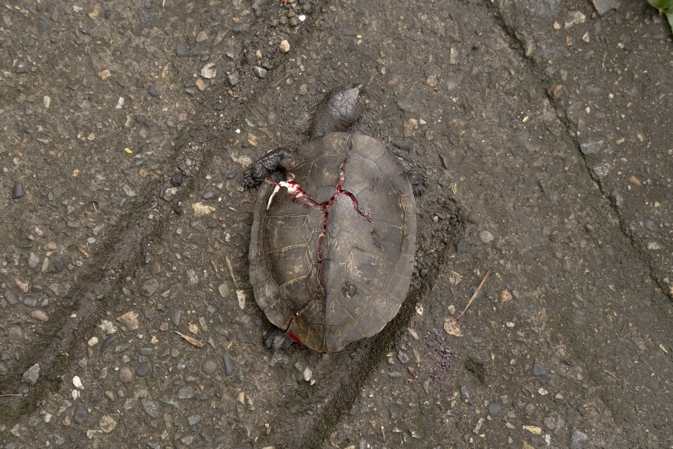 Tortuga aplastada por un vehiculo en uno de los destinos turisticos naturales mas concurridos de Villavicencio por su alta presencia de fauna y flora. MTQ Tortuga aplastada por un vehiculo en uno de los destinos turisticos naturales mas concurridos de Villavicencio por su alta presencia de fauna y flora. MTQ