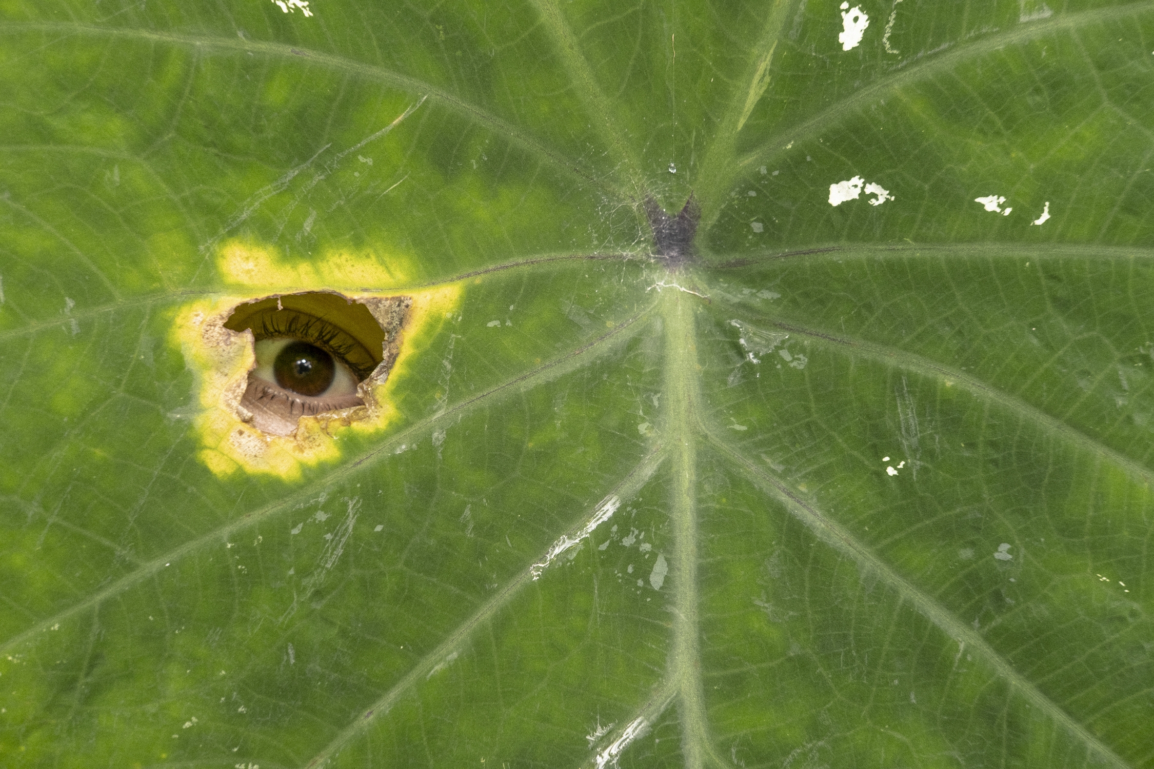 Mirada a través de un orificio en una hoja de Alocasia macrorrhiza en Villavicencio, Meta, Colombia. MARIO TORO QUINTERO