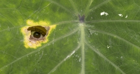 Mirada a través de un orificio en una hoja de Alocasia macrorrhiza en Villavicencio, Meta, Colombia. MARIO TORO QUINTERO