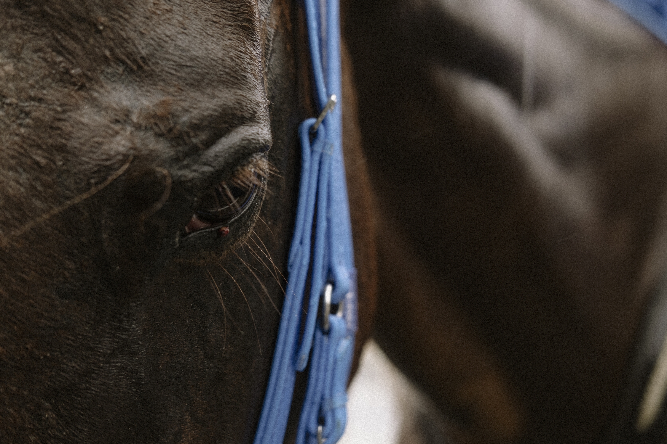 Caballo con gota de sangre en su ojo tras ser herido en el marco de una cabalgata en Villavicencio, Meta. MTQ Caballo con gota de sangre en su ojo tras ser herido en el marco de una cabalgata en Villavicencio, Meta. MTQ