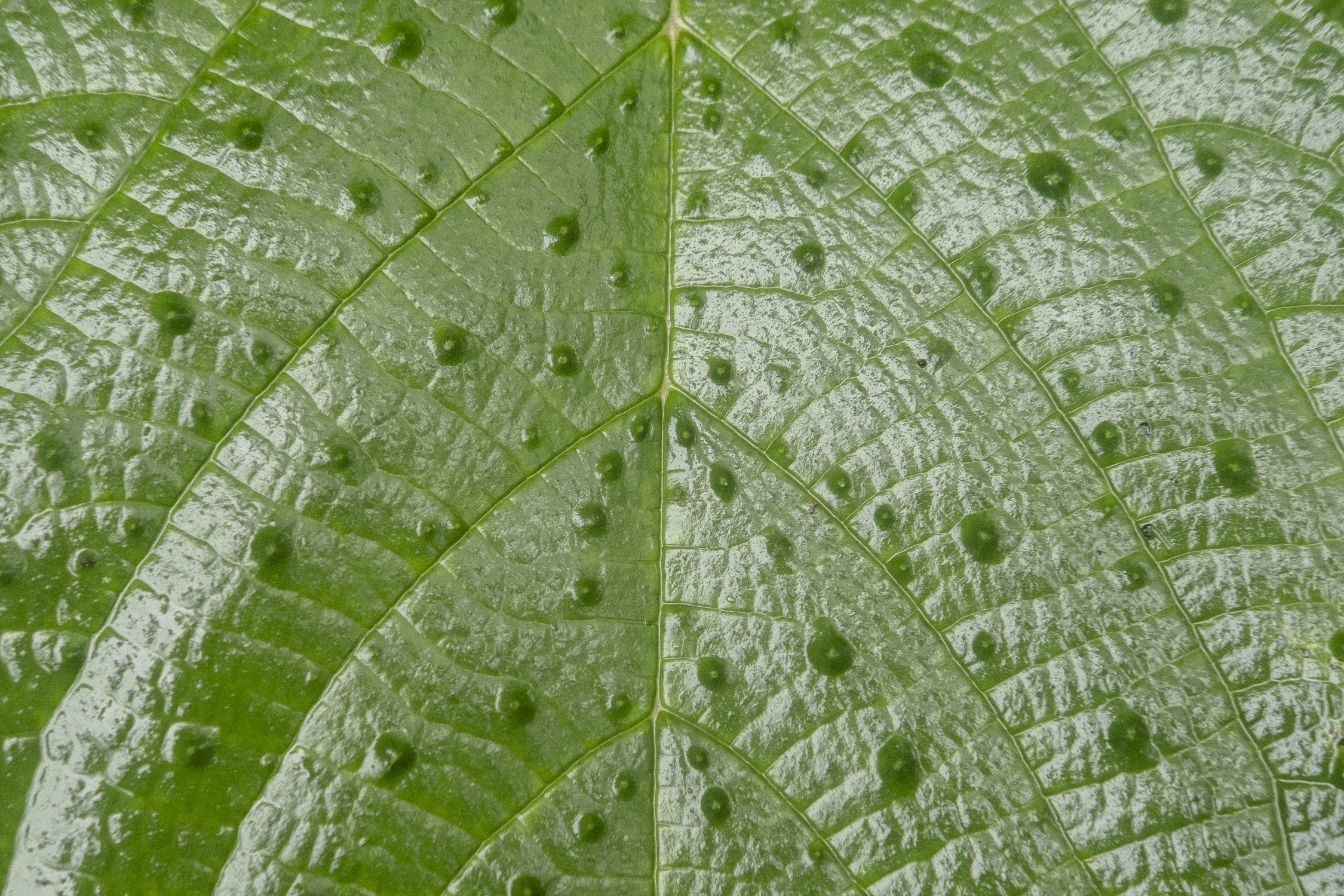 Detalle de Urera baccifera o pringamosa, planta dolorosa al contacto con la piel que es usada de manera medicinal en la región. MTQ Detalle de Urera baccifera o pringamosa, planta dolorosa al contacto con la piel que es usada de manera medicinal en la región. MTQ