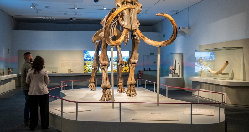 La pieza protagonista de la exposición «Mamut. El gigante de la edad de hielo». © Fundación "la Caixa"